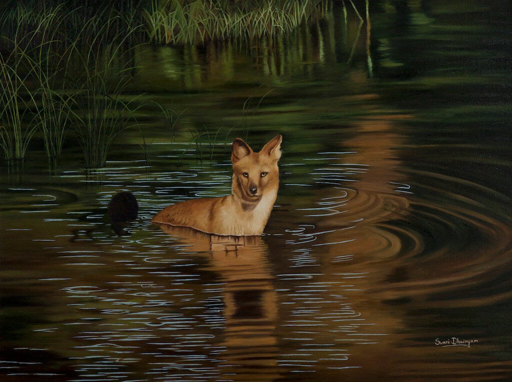 Dhole (Asian Wild Dog) In Water
