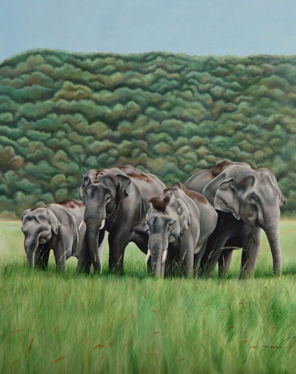 Herd Of Asian Elephants