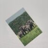 Multi Coloured Hard paper Greeting Cards - Image 8