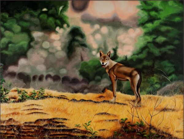 Indian Wolf