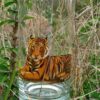 Clear Glass - Image 4