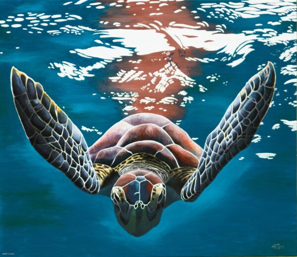 Turtle- marine life series