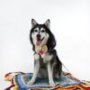 Multicoloured Cotton & T-shirt yarn (Crochet) Dog beds - Image 5